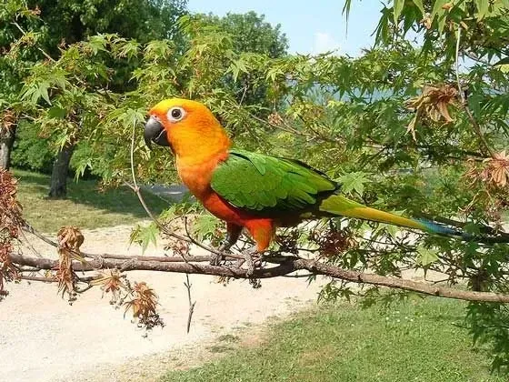 A Jandaya parakeet on a branch.