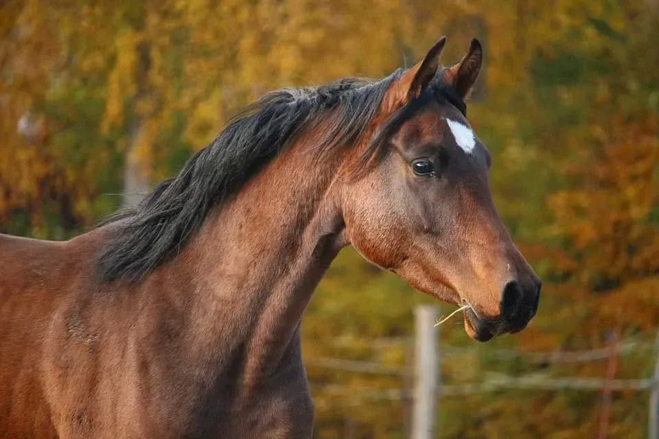 Close-up on the face of a stallion.