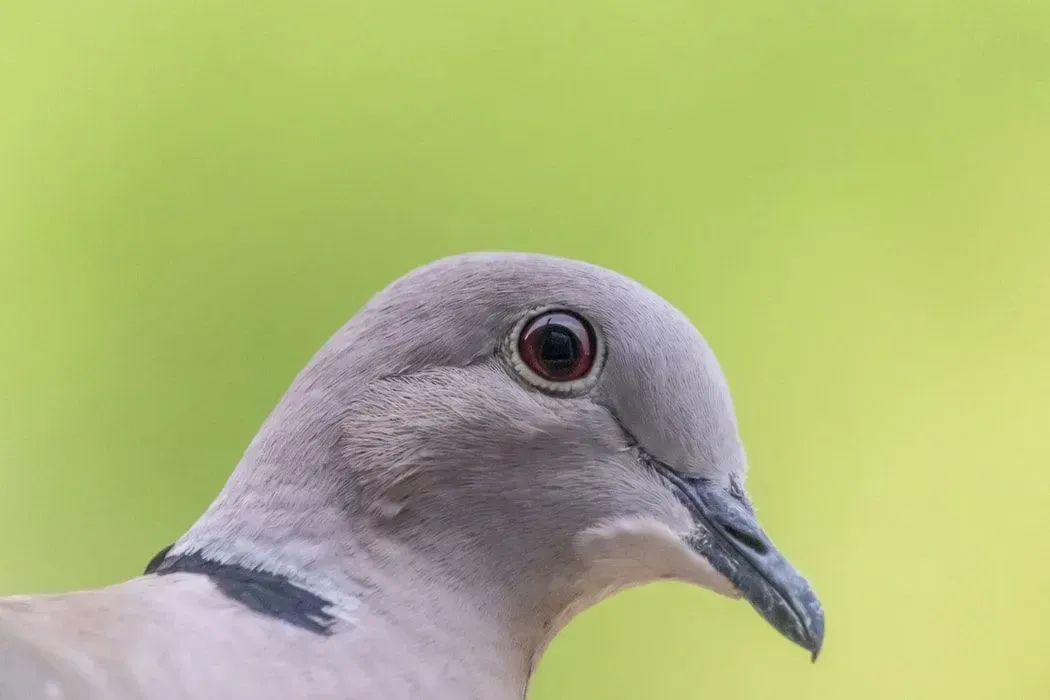Close-up of the face of a ringneck dove.