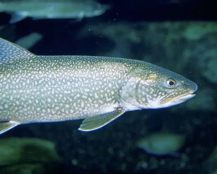 Underwater view of a lake trout.