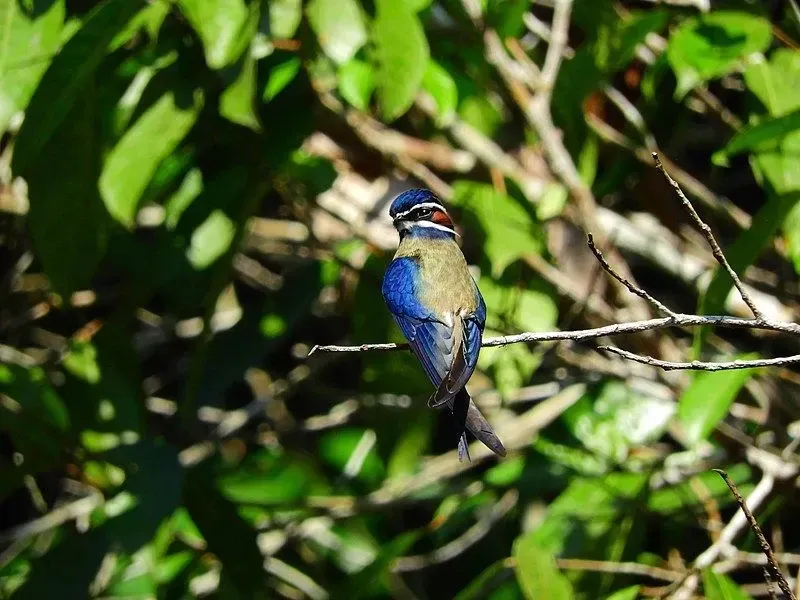 A whiskered treeswift on a branch.