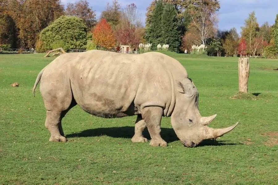 Both black and white rhinos are usually grey in color though the former is usually darker than the latter