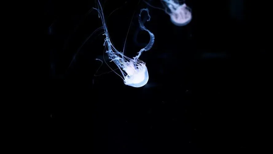Irukandji jellyfish have four retractable tentacles with cells that can sting their prey.