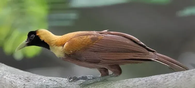 A red bird of paradise on a branch.