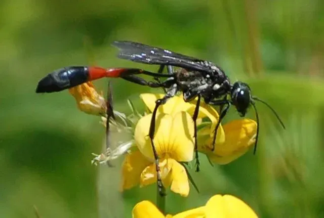 A thread-waisted wasp on the yellow petals of a flower.