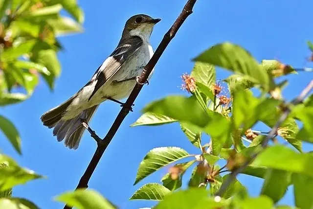 A flycatcher bird on a branch.