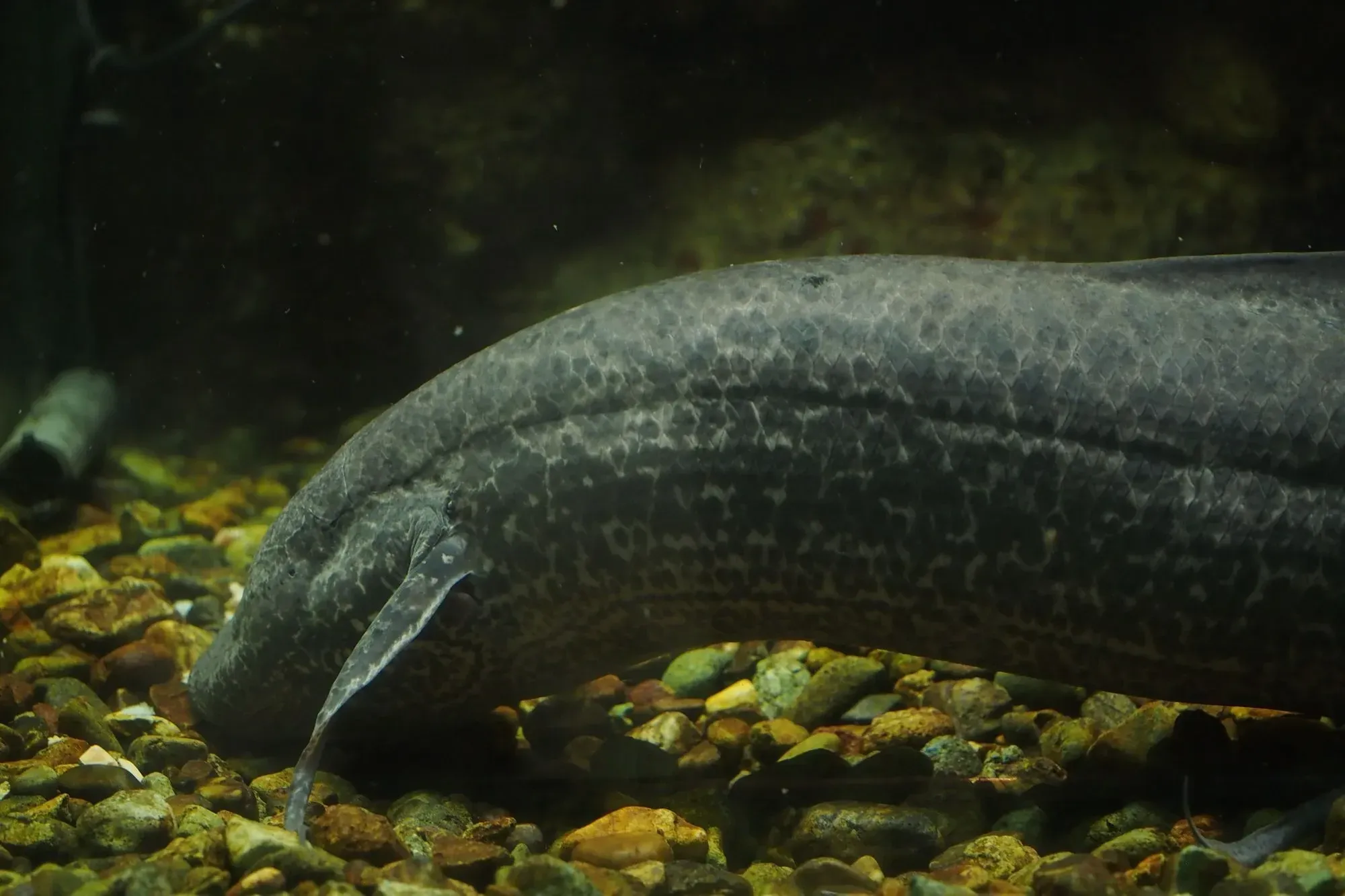 The African lungfish are often confused for eels.