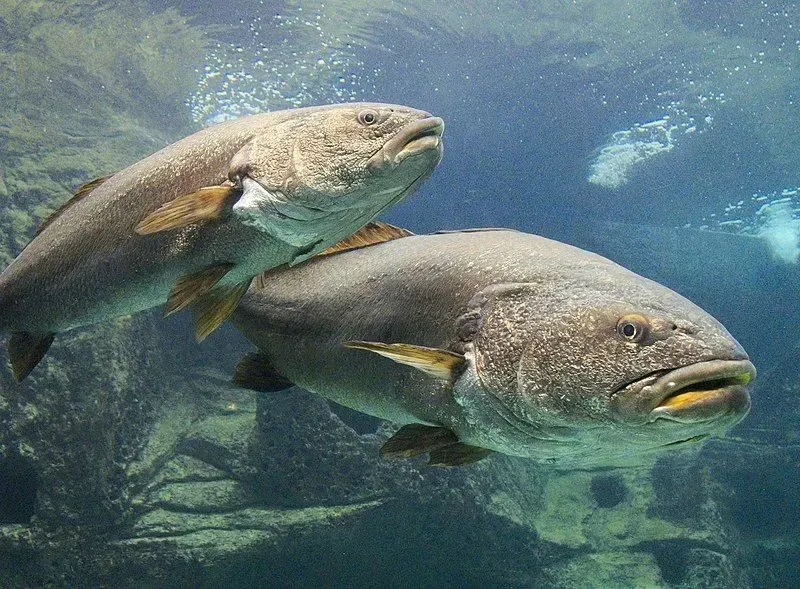 The mulloway is a beautiful fish species that is silvery to bronze-green in color!