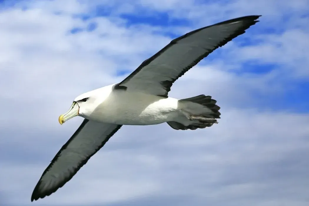 The albatross has the largest wingspan of all birds currently on Earth.