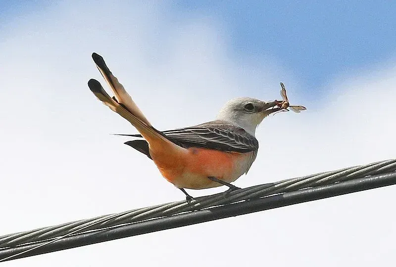A Scissor-tailed flycatcher on electrical wires.