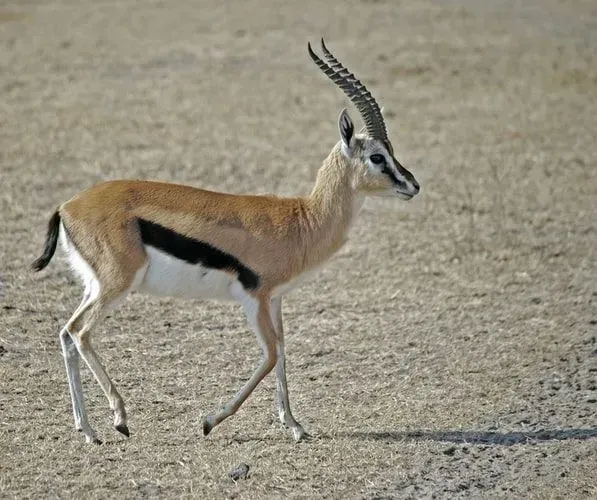 The gazelle is one of the members of the antelope family.