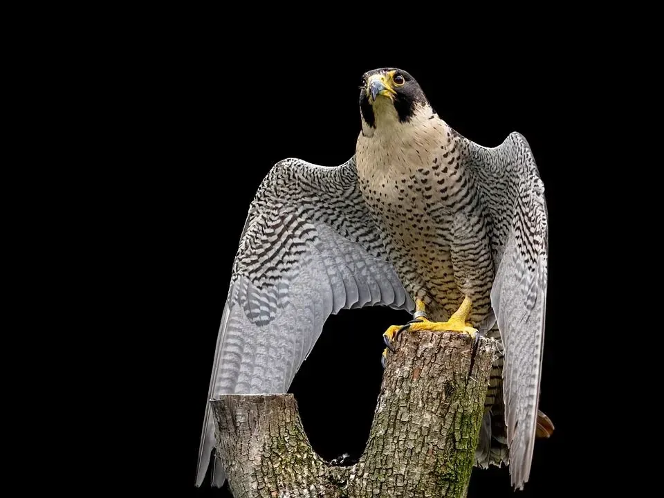 The peregrine falcons are usually greyish in color.