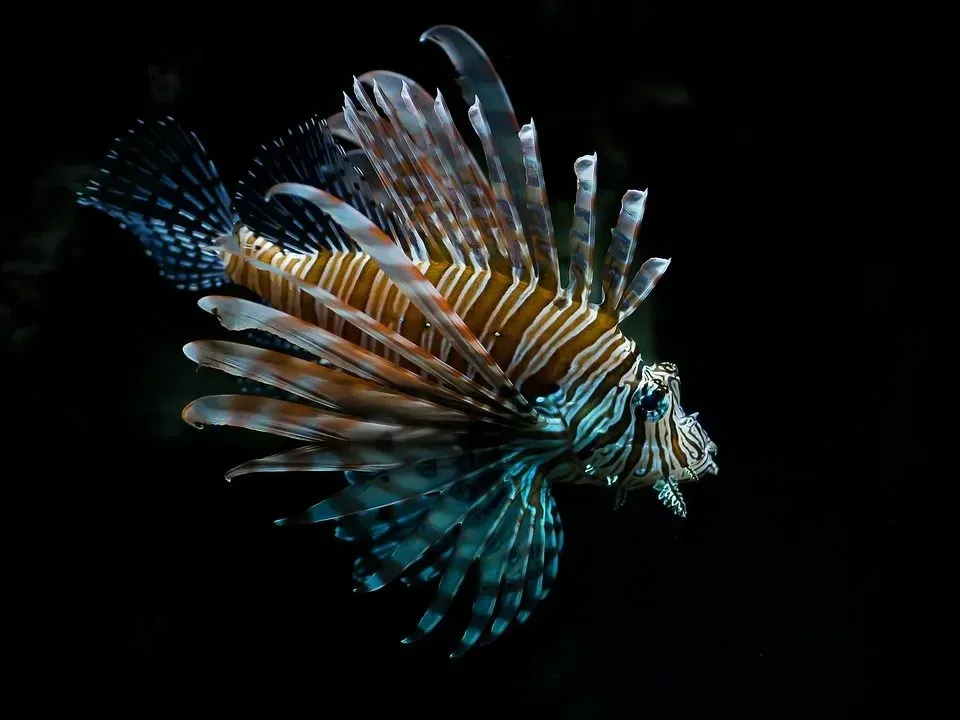 Close-up of a lionfish.