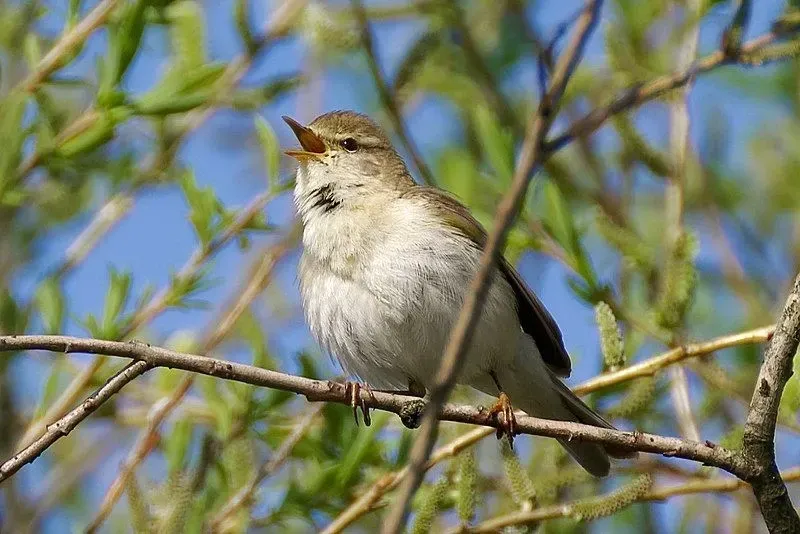 The willow warblers is an abundant breeding summer small bird species with widespread distribution.
