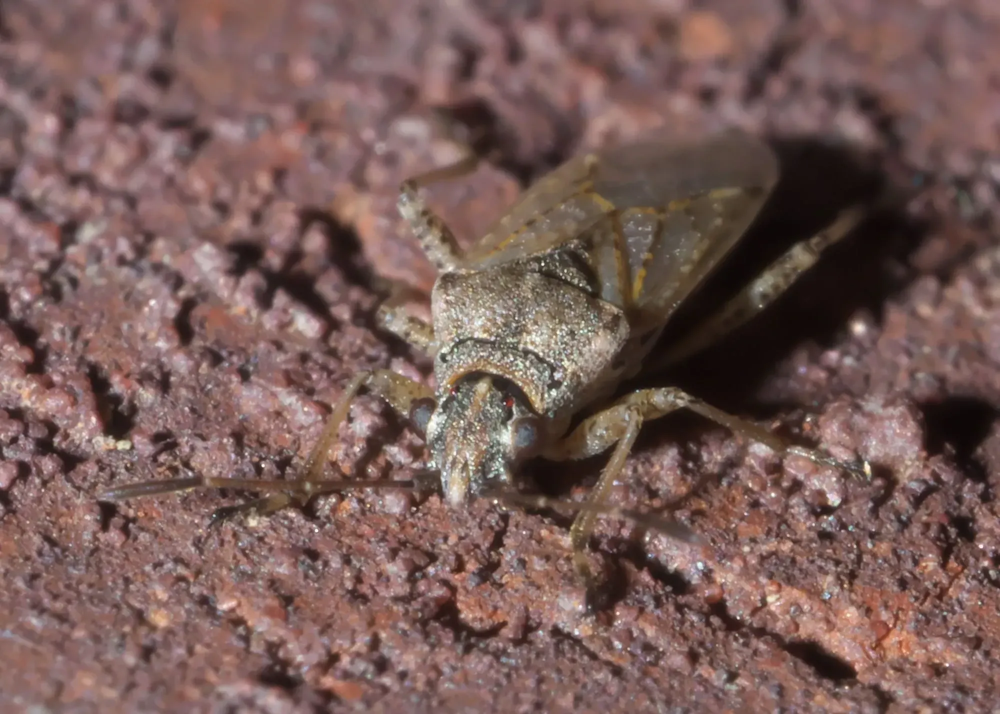 A False chinch bug on the muddy ground.