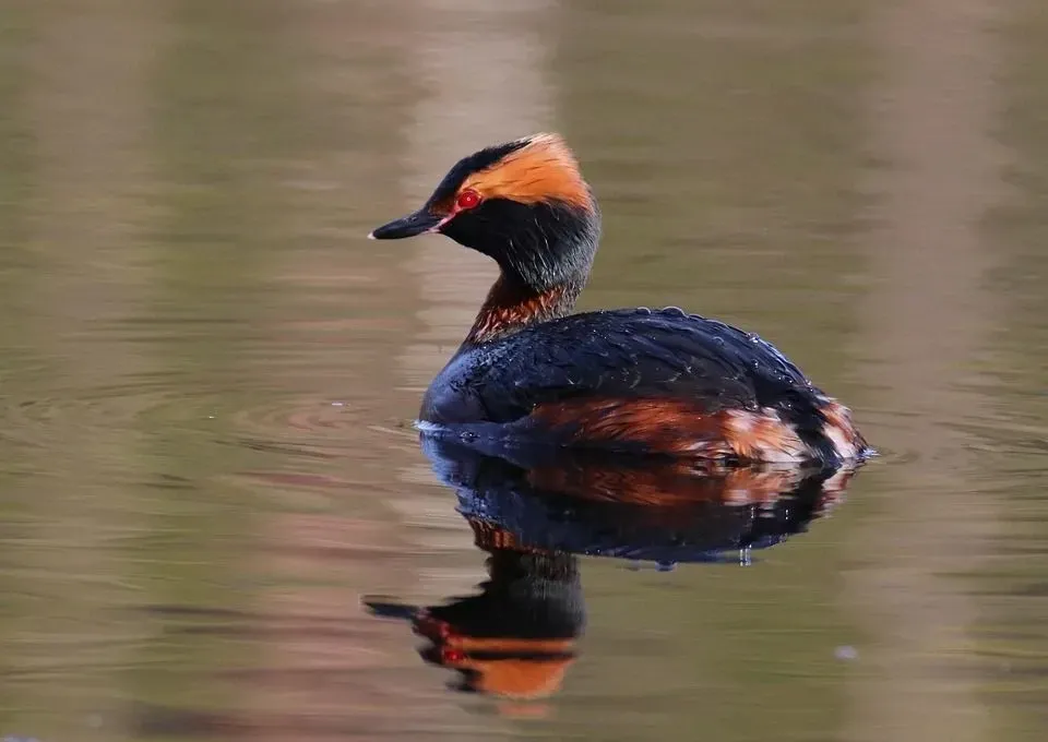 A horned grebe on water.