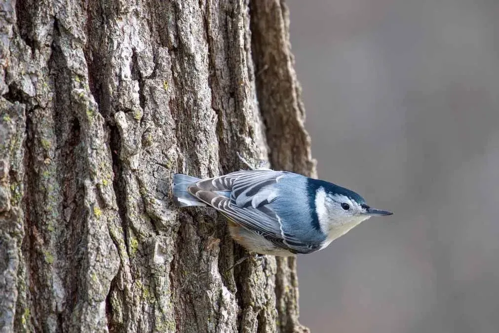 A Cerulean warbler on the trunk of a tree.