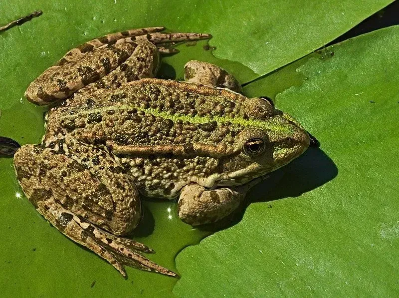 A marsh frog on a leaf.