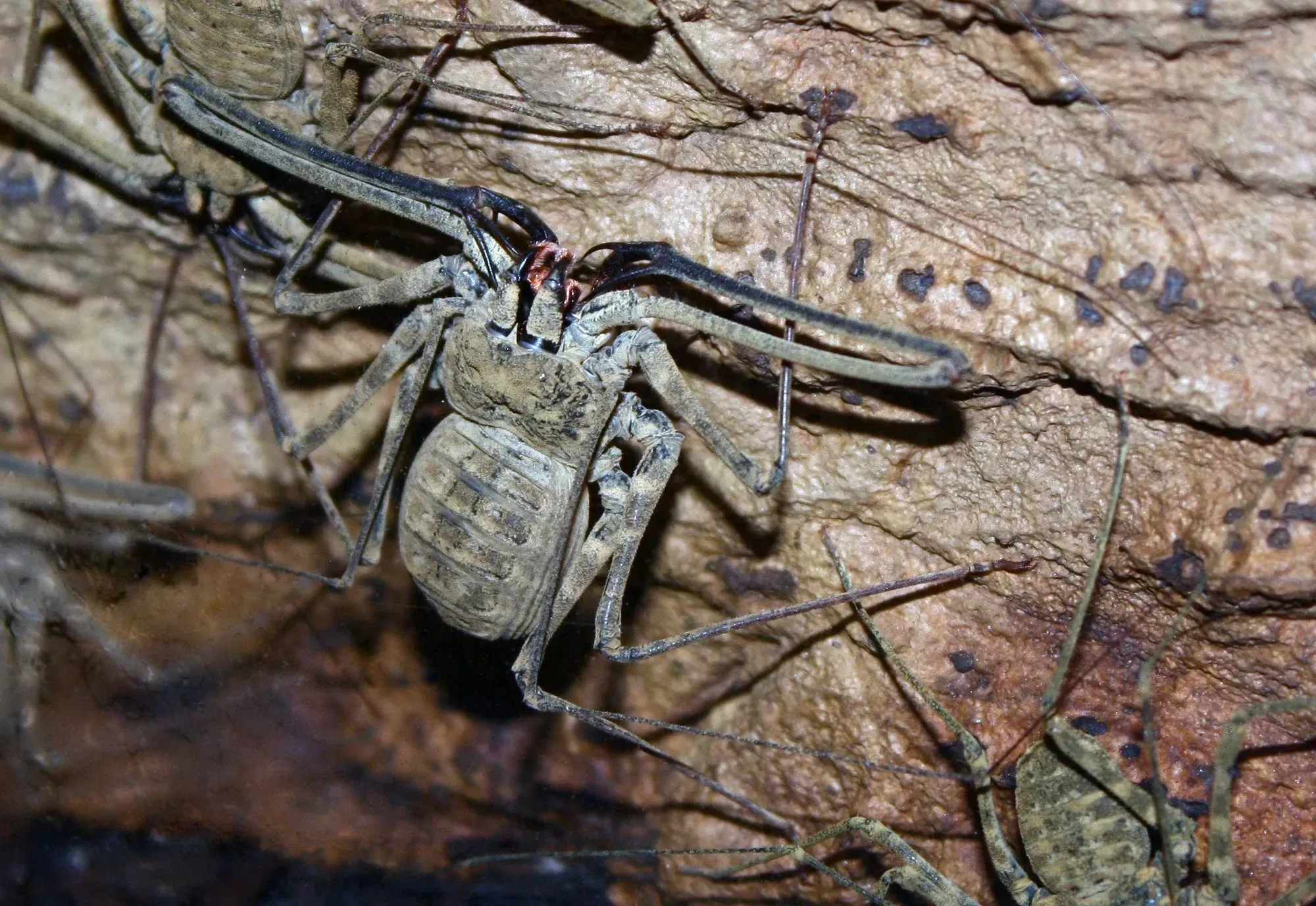 Amblypygids are arachnids that are also known as tailless whip scorpions or whip spiders.