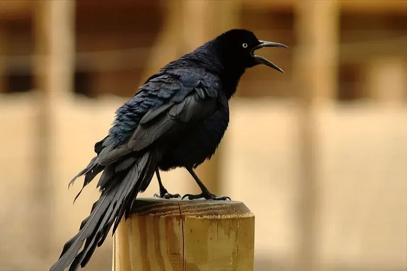 A black colored great tailed grackle.