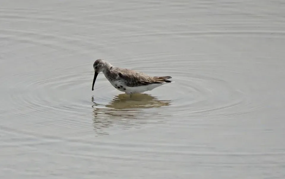 Dunlin's winter plumage ensures that this bird is gray above and white underneath.
