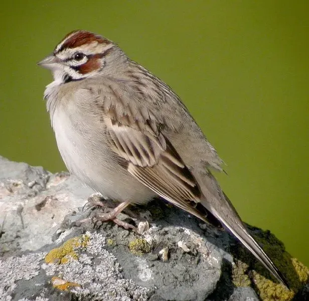 A Lark sparrow on a rock.