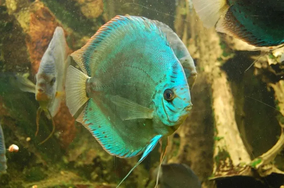 Underwater view of a Discus cichlid.