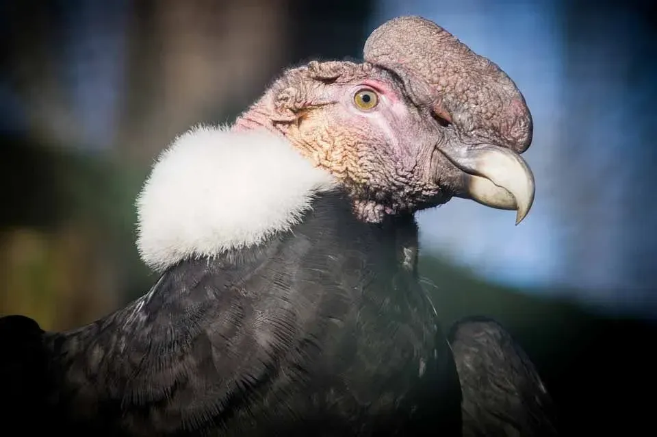 Close-up of the face of an Andean condor.