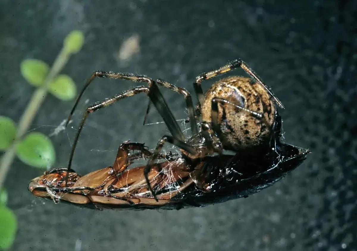 An American house spider working on its prey.