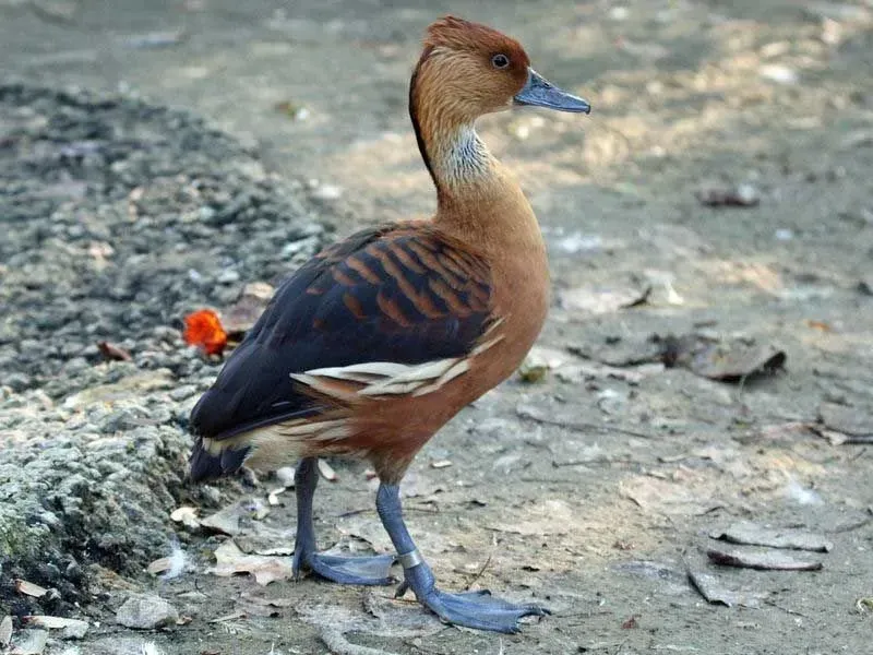 A fulvous whistling duck on the ground.