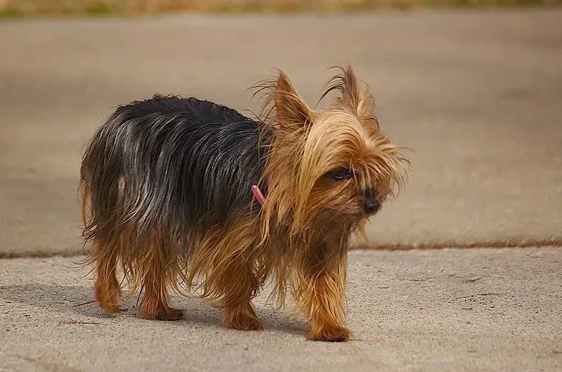 A Teacup Yorkie on the road.