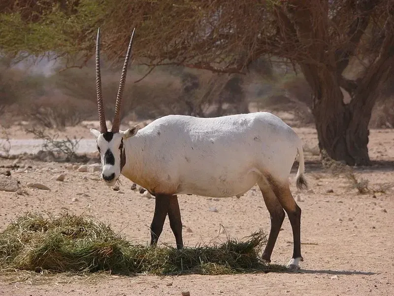 An Arabian oryx on dry land.