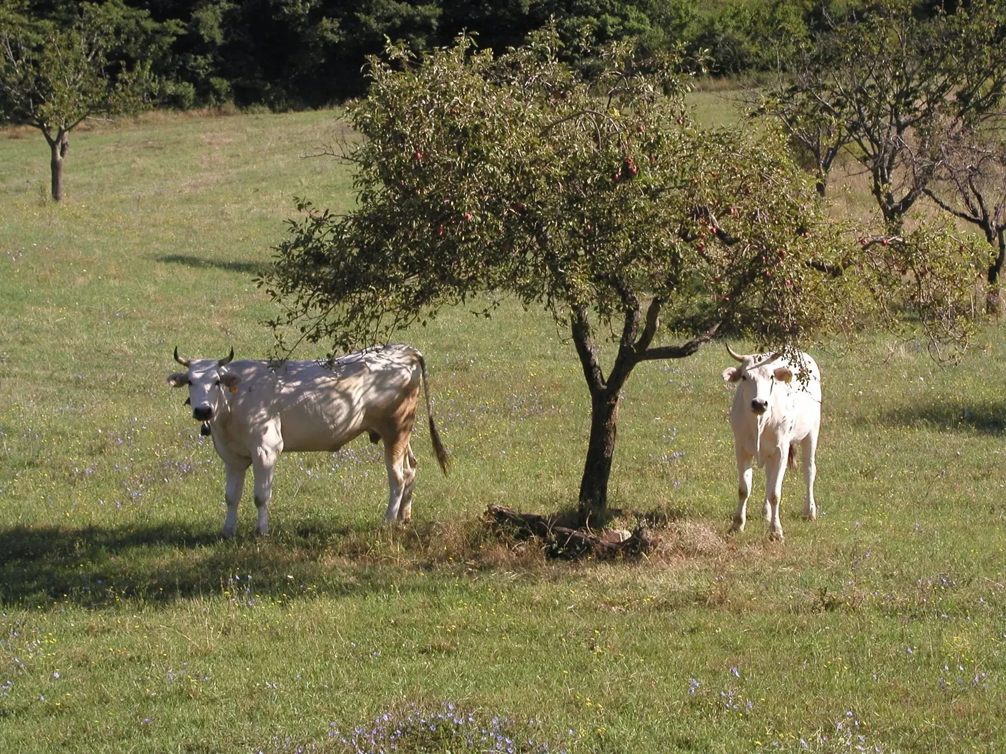 Two Chianinas on a grassland.