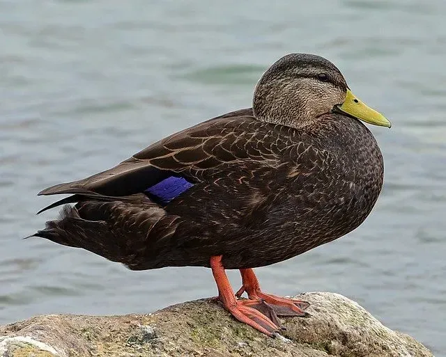 An American black duck on a rock.