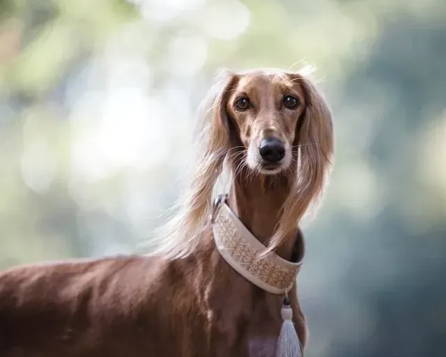 A brown-colored Sighthound.