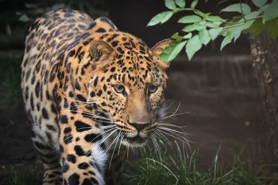 A walking leopard.