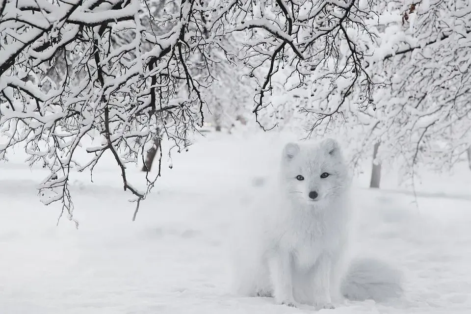 An Arctic fox under a tree in a snow-covered region.