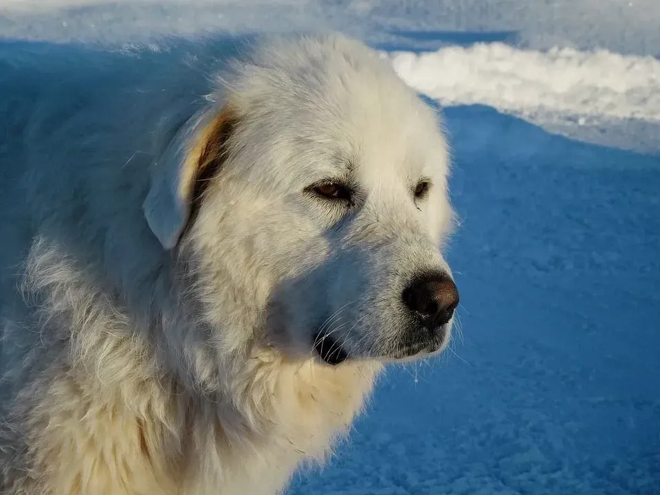 A Great Pyrenees in a snow-covered region.