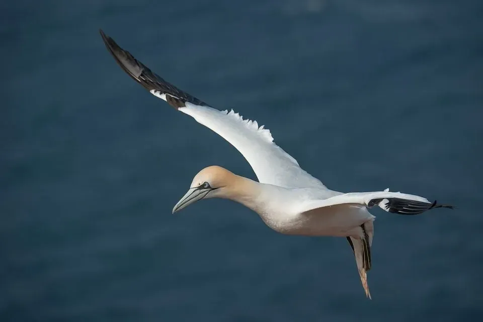 A Northern gannet flying above a water body.