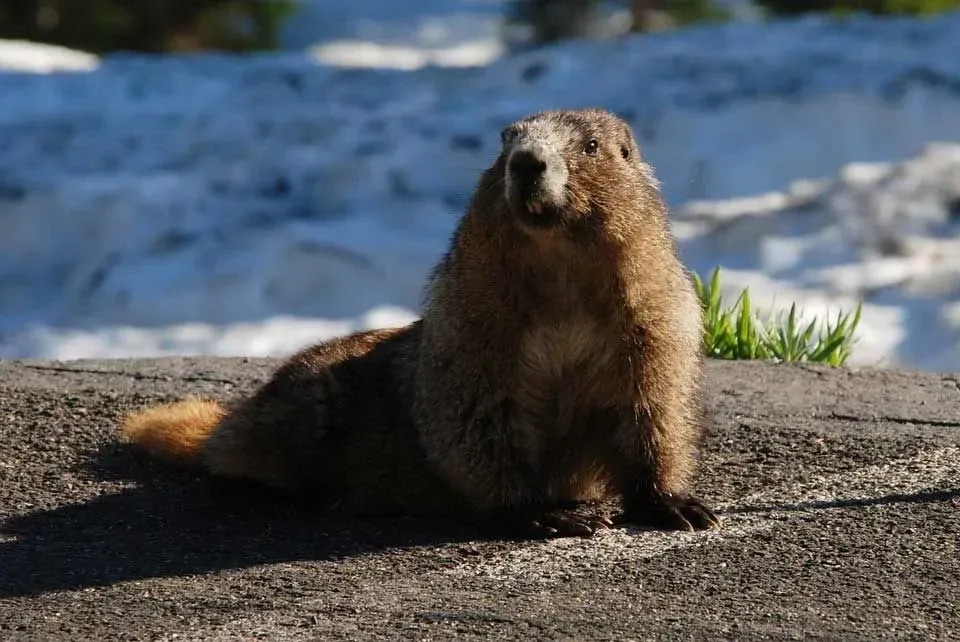 A Hoary marmot on a rock.