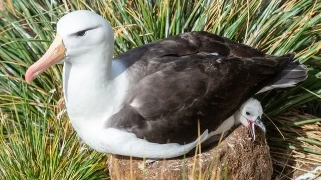 These rare black-browed albatross facts will make you love them.