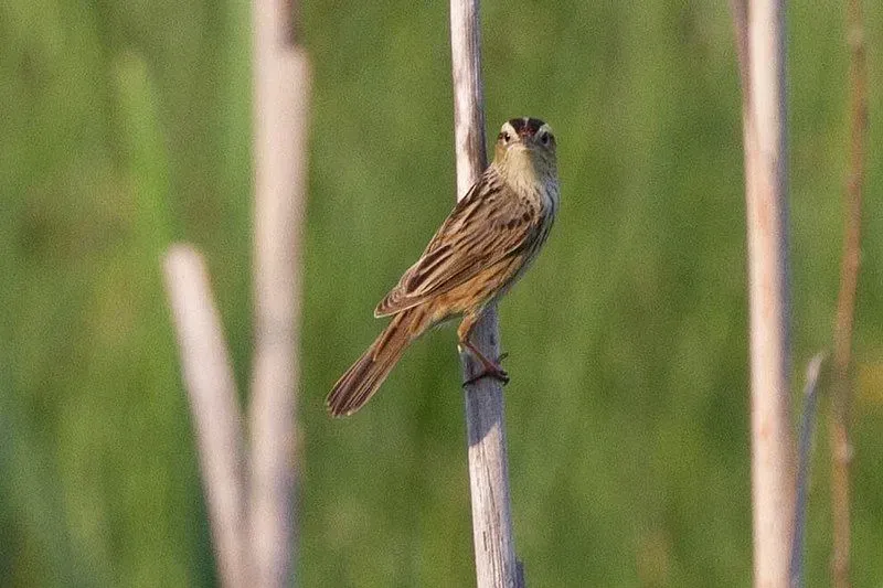 During the winters, the aquatic warbler (Acrocephalus paludicola) population migrates from Eastern Europe to West Africa and Sub-Saharan Africa.
