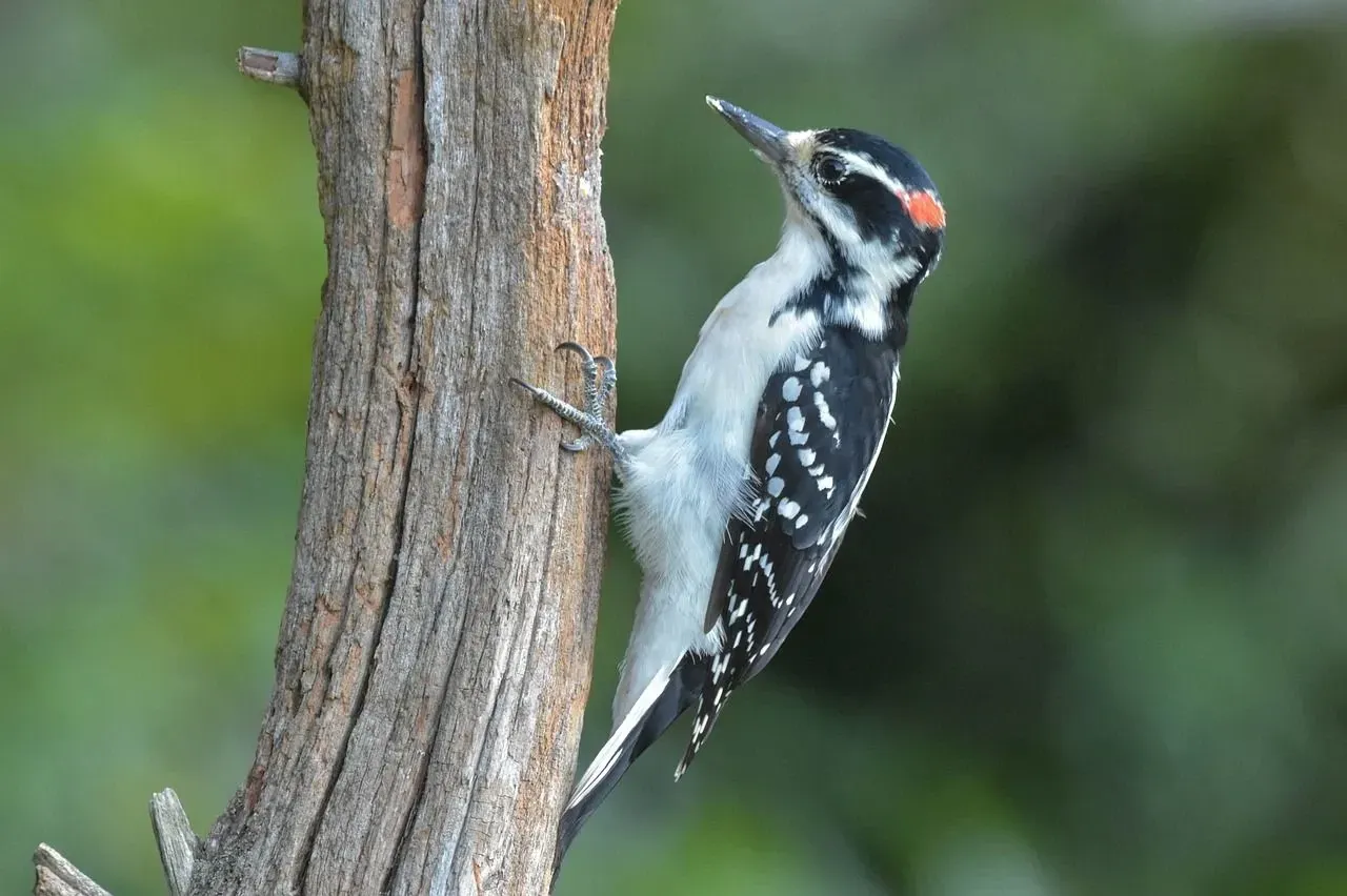 A hairy woodpecker on a tree trunk.