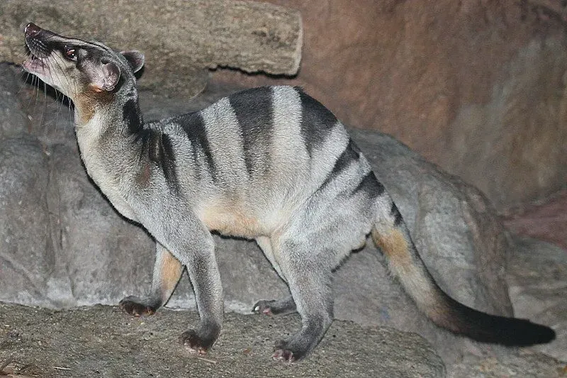 The banded civet is about the same size as a domestic cat.