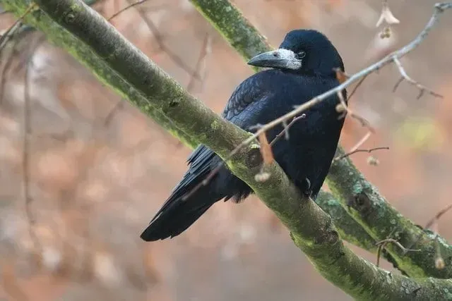 A Little crow on the branch of a tree.
