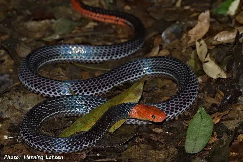The red-headed krait has a bright red head and tail. The body is colored black with narrow bluish white stripes.