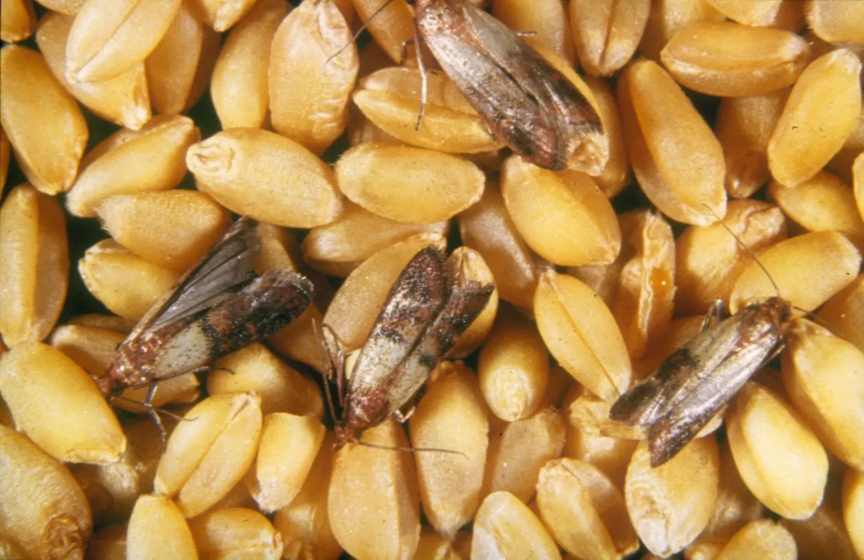 Several Indian meal moths among grains.