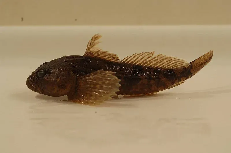 This sculpin has black and brown mottlings on its whole body along with its fins.