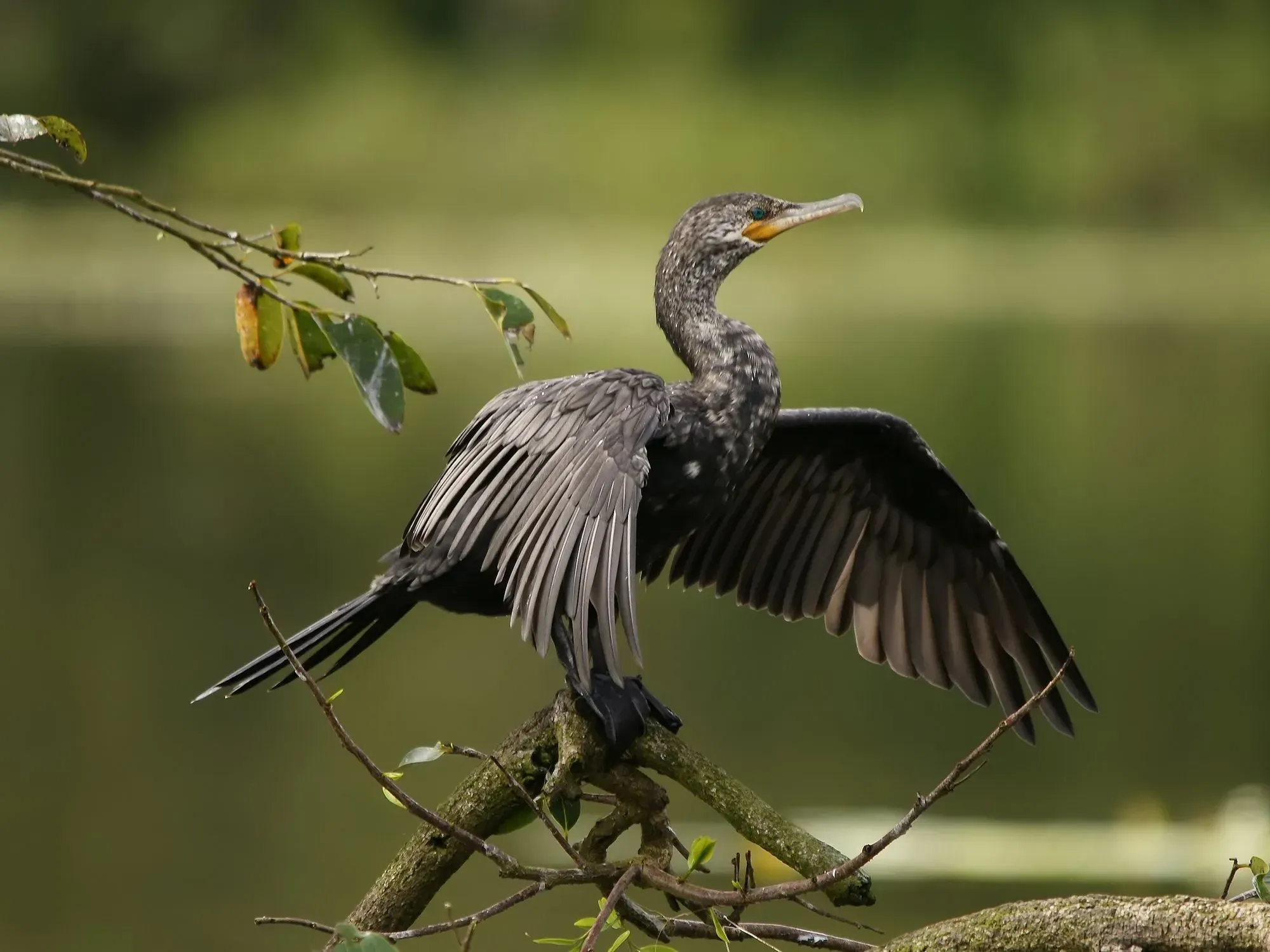 A Neotropic cormorant on a branch of a tree.