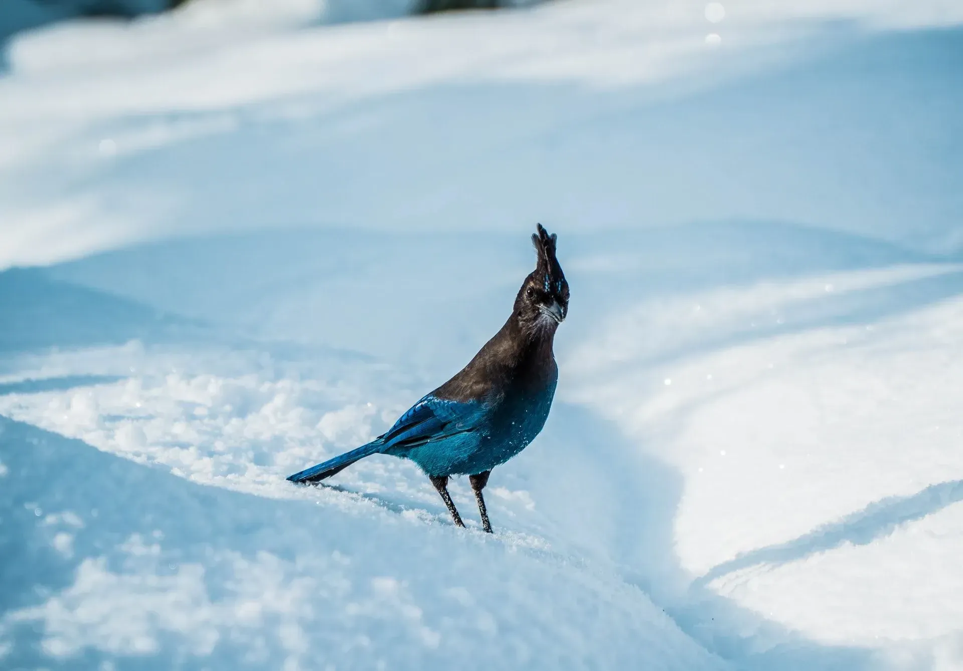 A blue and black-colored stellar's Jay on a snow-covered surface.